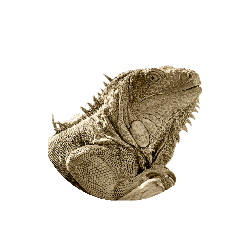 Tolok iguana — ancestral guardian